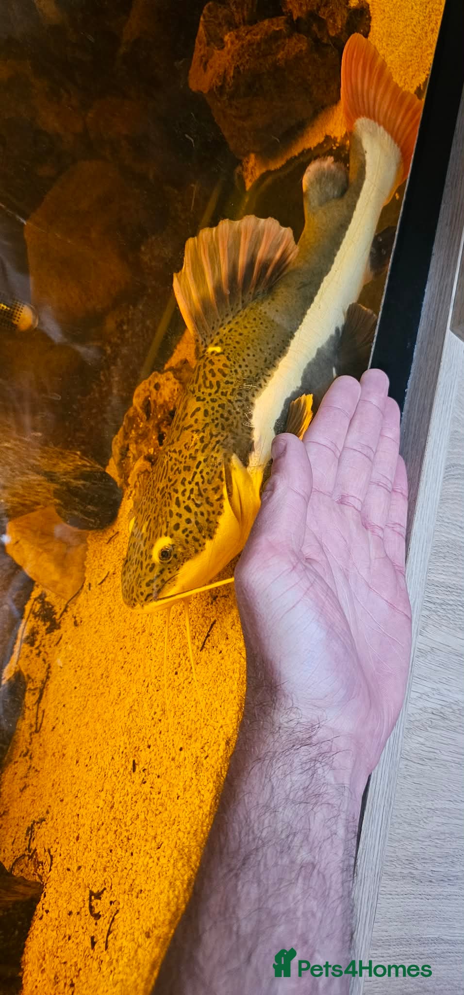 Catfish fish for sale: Red catfishfish - Advert 5