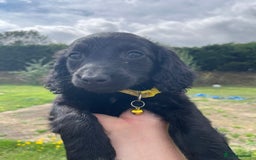 Cockapoo dogs for sale: Beautiful Cockapoo Puppies  - Image 3