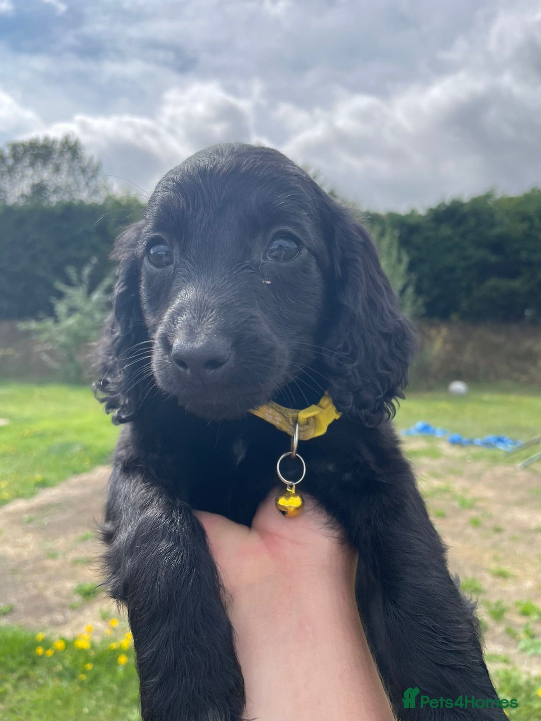Cockapoo dogs for sale: Beautiful Cockapoo Puppies  - Image 3