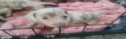 Dachshund dogs for sale: Pedigree Dachshund Puppies in Leigh-on-Sea - Advert 4