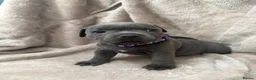 Staffordshire Bull Terrier dogs for sale: KC Registered Staffordshire Bull Terrier Puppies - Advert 28