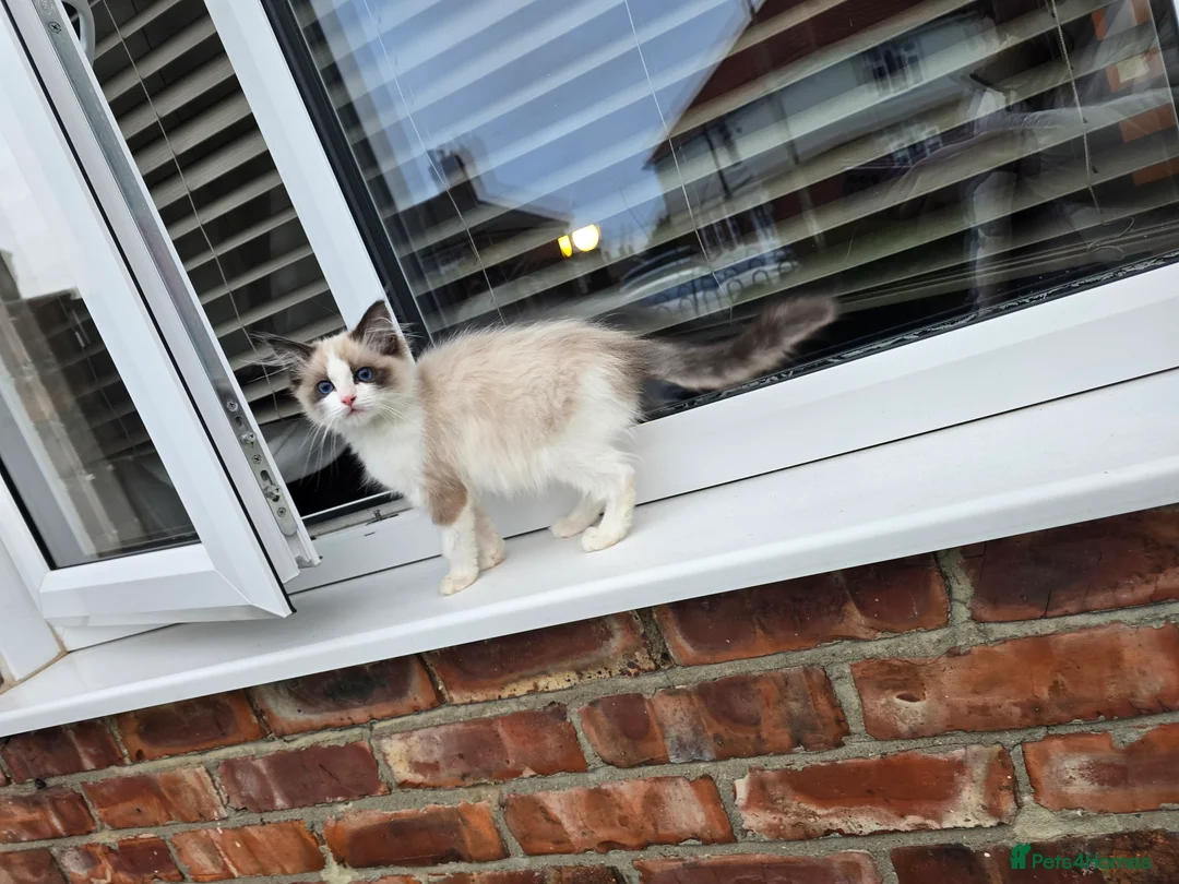 Ragdoll cats for sale: Ragdoll kitten - Advert 4