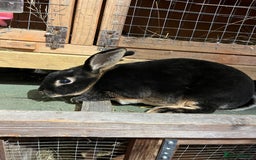 Rex rabbits for sale: Full bred Rex rabbit  - Advert 1