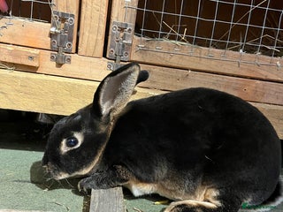 Rex rabbits - Advert 7