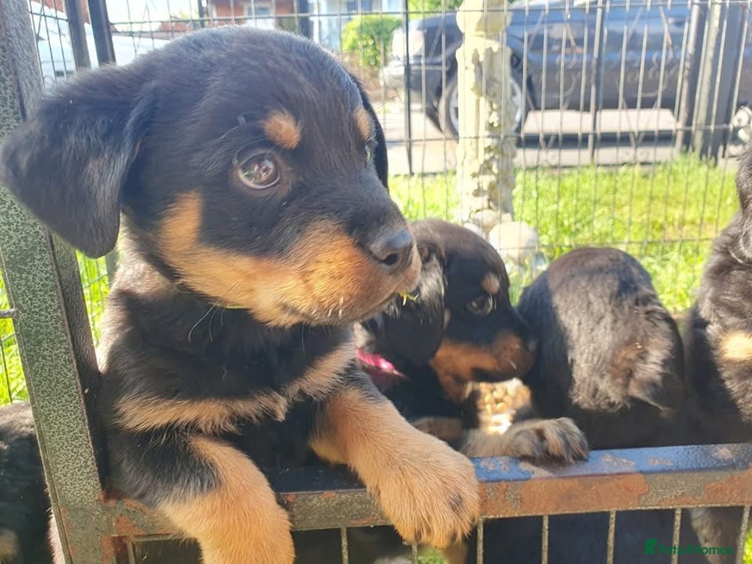 Rottweiler dogs for sale: Loving Rottweiler Puppies for Forever Homes - Advert 11