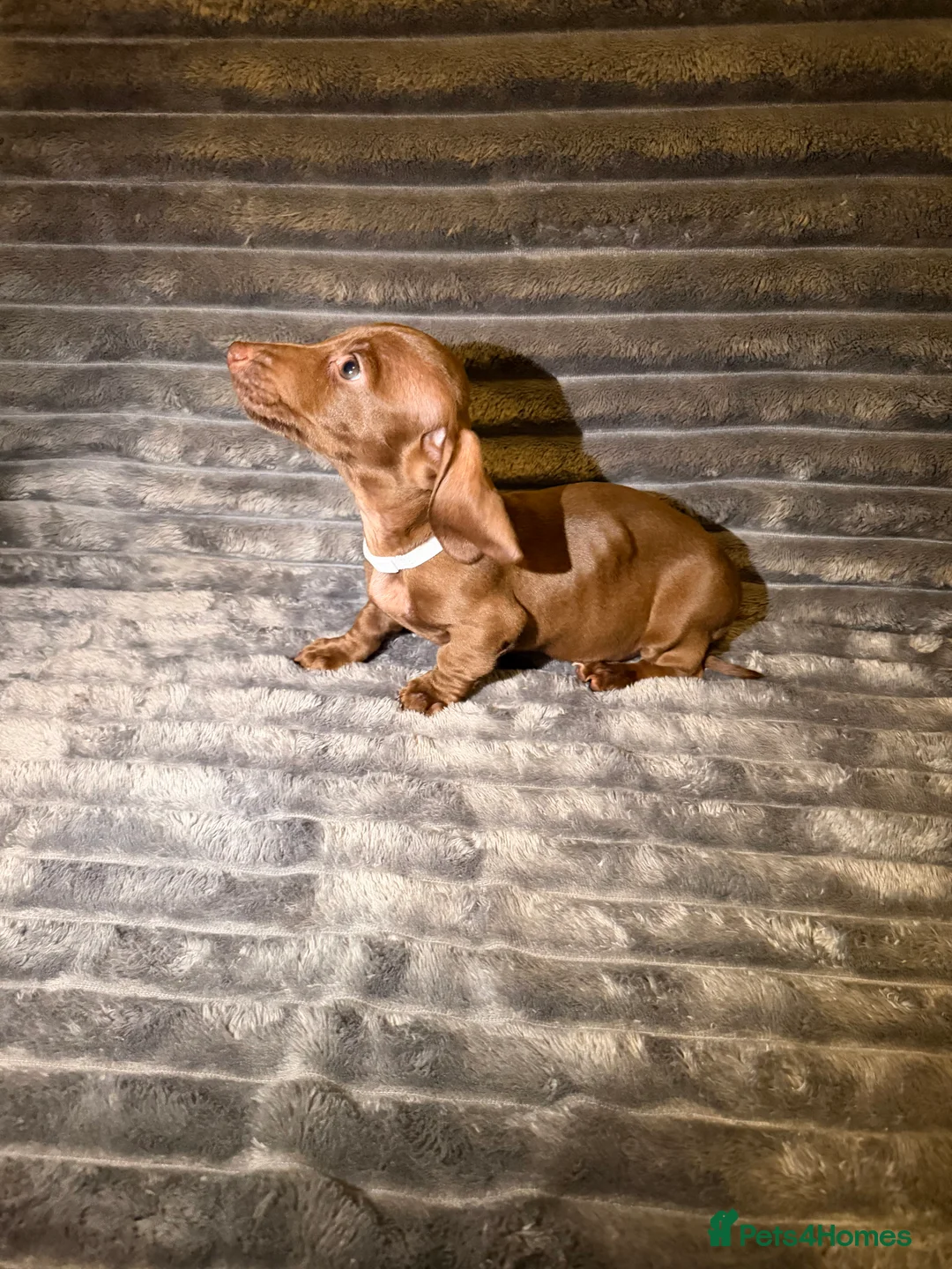 Dachshund dogs for sale: Miniature Dachshund Puppies Available 🐾 - Advert 31