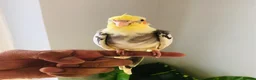Cockatiels birds for sale: Beautiful hand tamed cockatiels for sale. - Advert 13