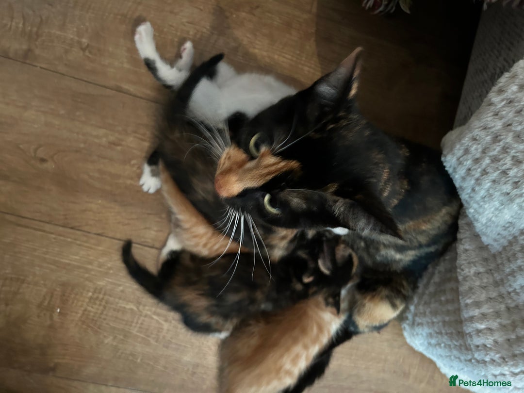 Mixed Breed cats for sale: 5 beautiful kittens - Image 4