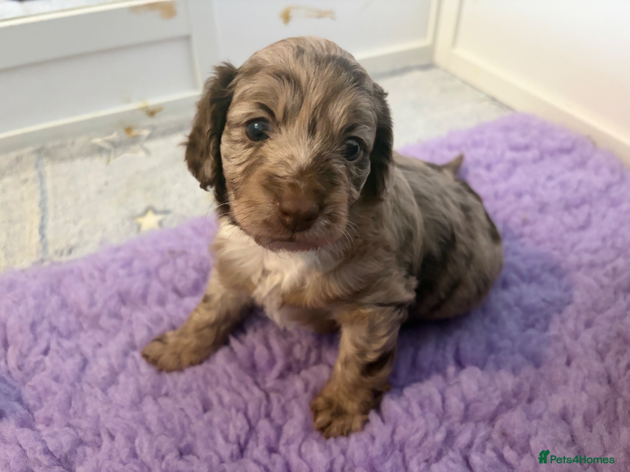 Cockapoo dogs Beautiful litter of f1b cockapoo girls - Advert 8