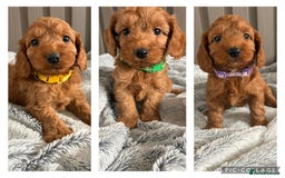 Cockapoo dogs for sale: Health Tested Fox Red Cockapoo  - Image 22