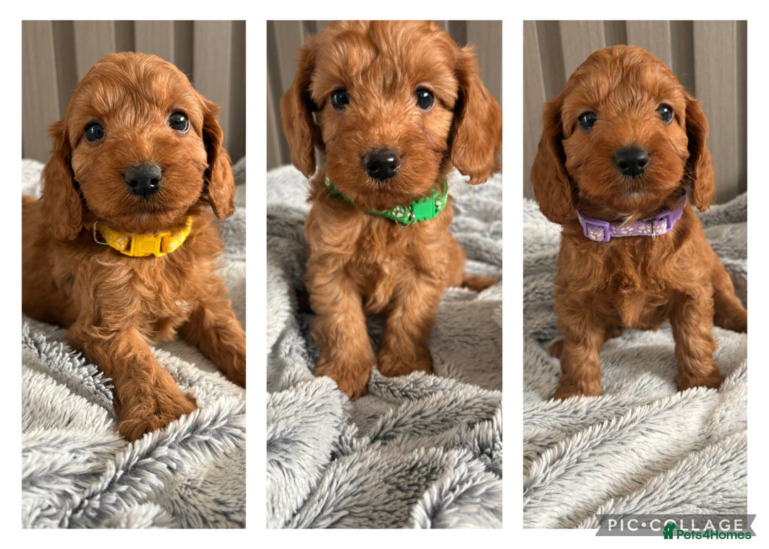 Cockapoo dogs for sale: Health Tested Fox Red Cockapoo  - Image 22