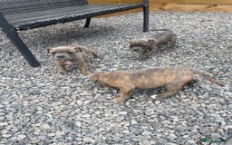 Staffordshire Bull Terrier dogs for sale: Staffordshire Bull Terrier Pups KC REGISTERED  - Image 3