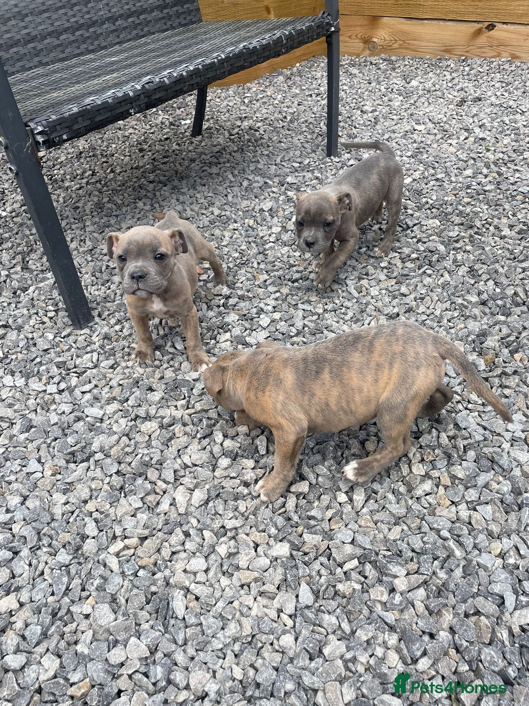 Staffordshire Bull Terrier dogs for sale: Staffordshire Bull Terrier Pups KC REGISTERED  - Image 3