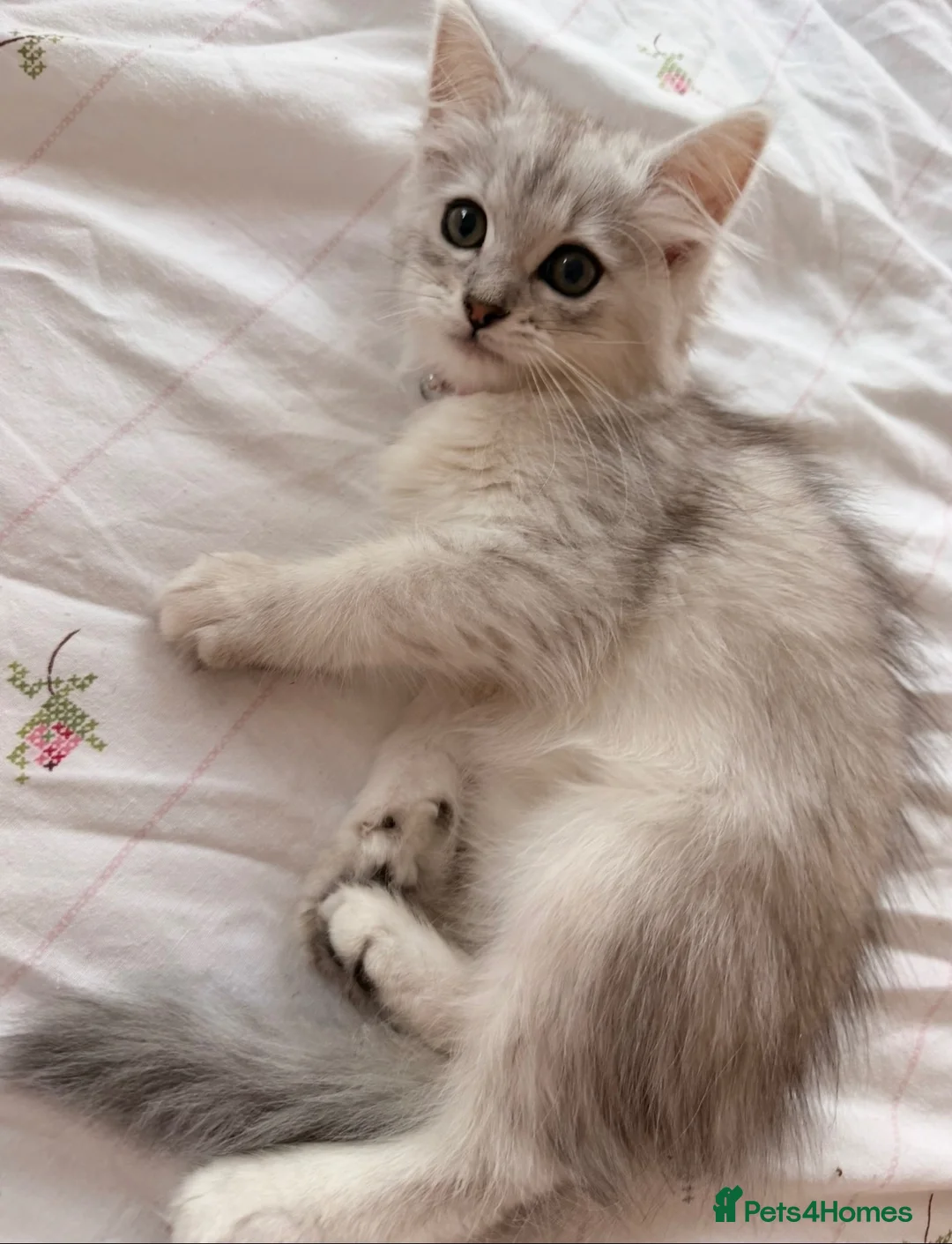 Persian cats for sale: Catherine – Persian Silver-Tipped Chinchilla 🩷 - Advert 2