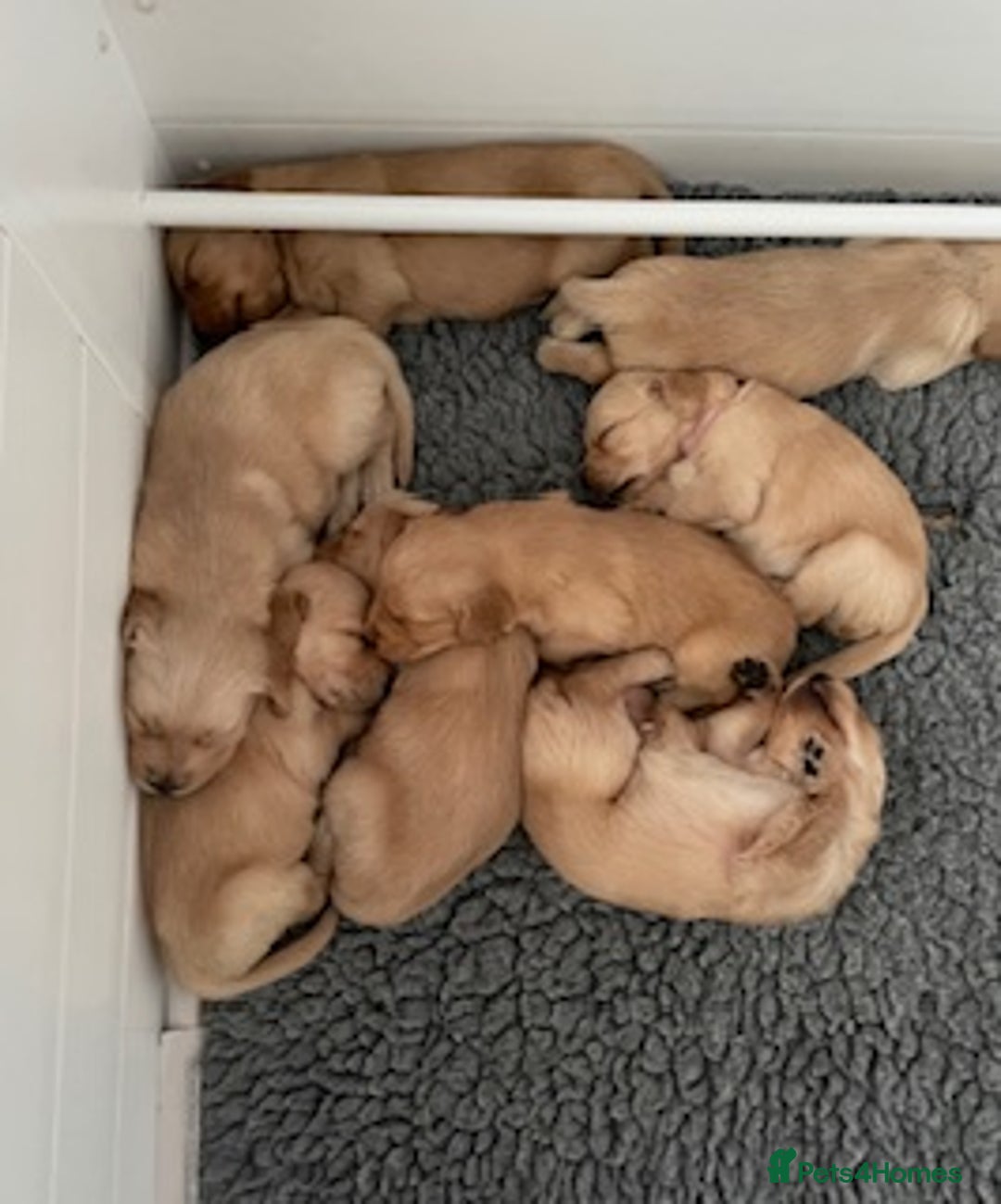 Golden Retriever dogs for sale: Beautiful Litter of Golden Retriever Puppies  - Advert 4
