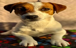 Jack Russell dogs for adoption: Jack’s Story: From Neglect to Hope - Image 2