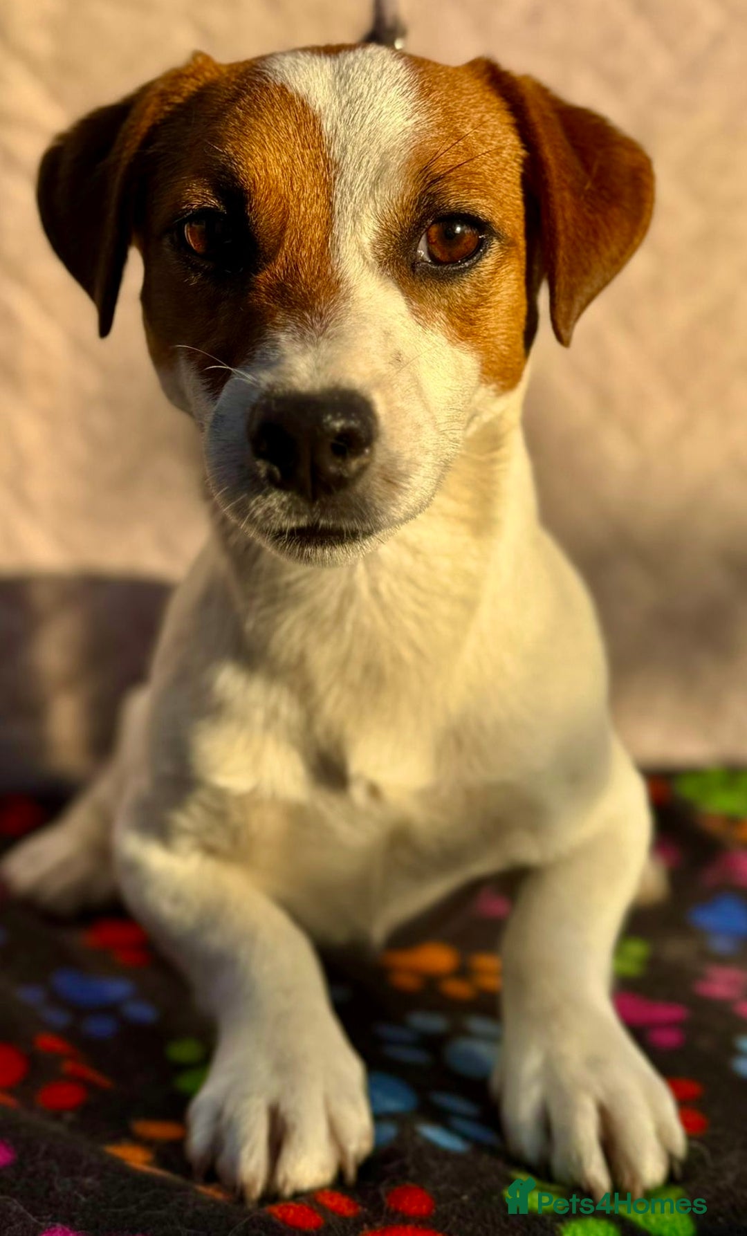 Jack Russell dogs for adoption: Jack’s Story: From Neglect to Hope - Image 2