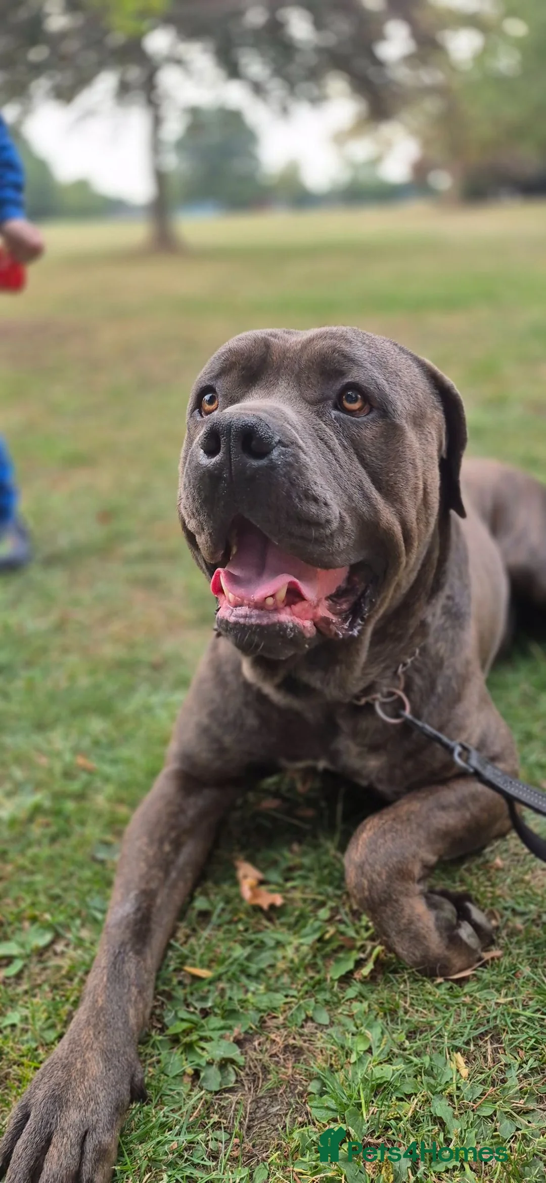 Mixed Breed dogs for sale: MUM-STAFFY × DAD-CANE CORSO - Advert 2