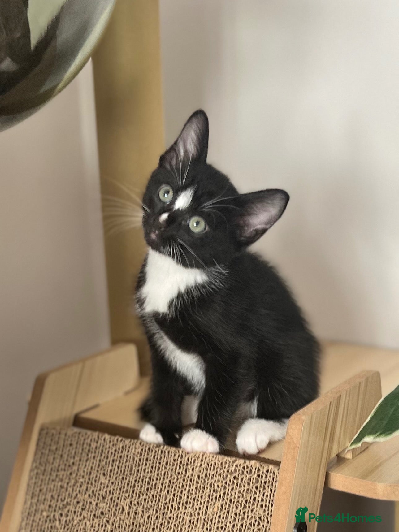Burmese cats Affectionate Burmese X Kittens – Ready Soon - Advert 9