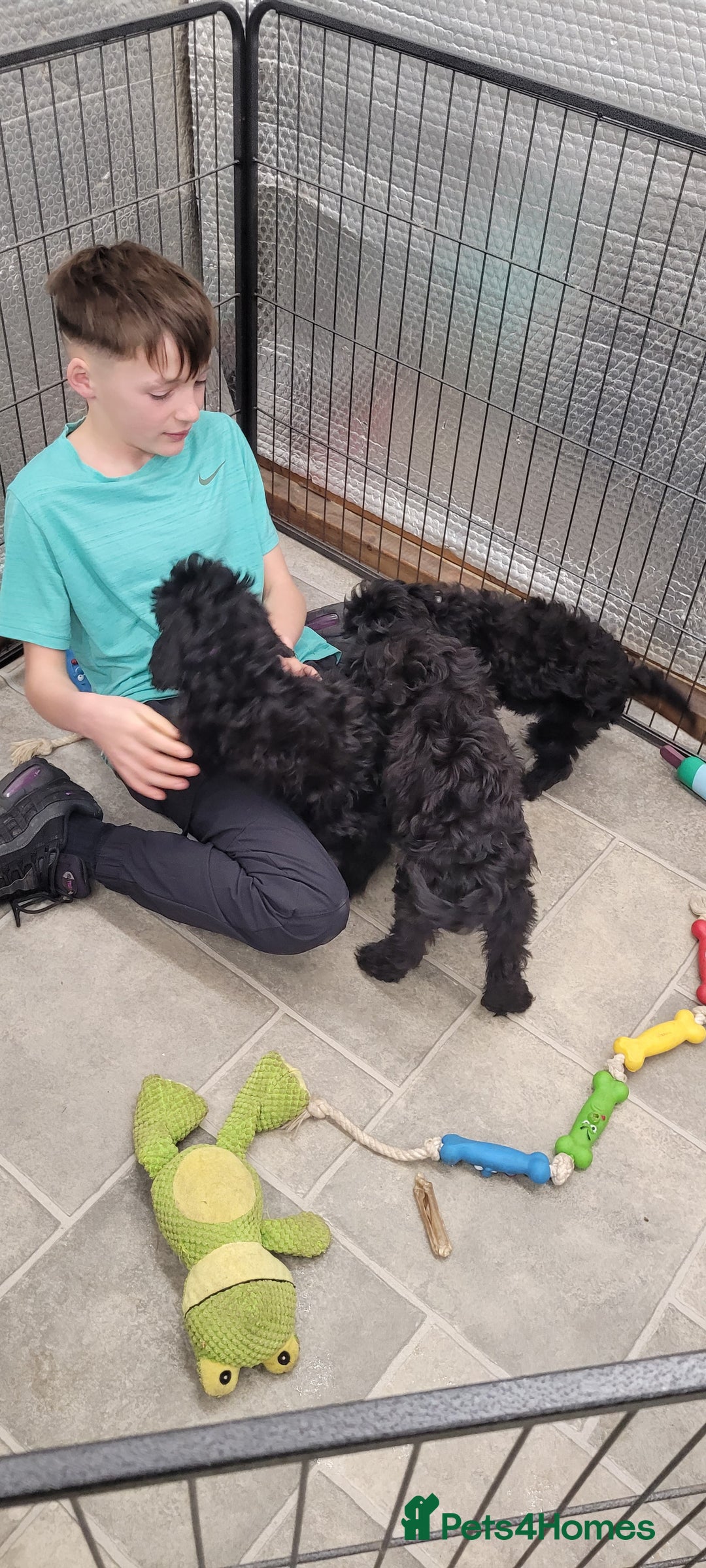 Cockapoo dogs for sale: 3 Stunning Black Girls F1 Show type cockapoos - Advert 22