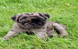 Pug dogs for sale: Pug puppies-Merle, panda and koi - Image 19