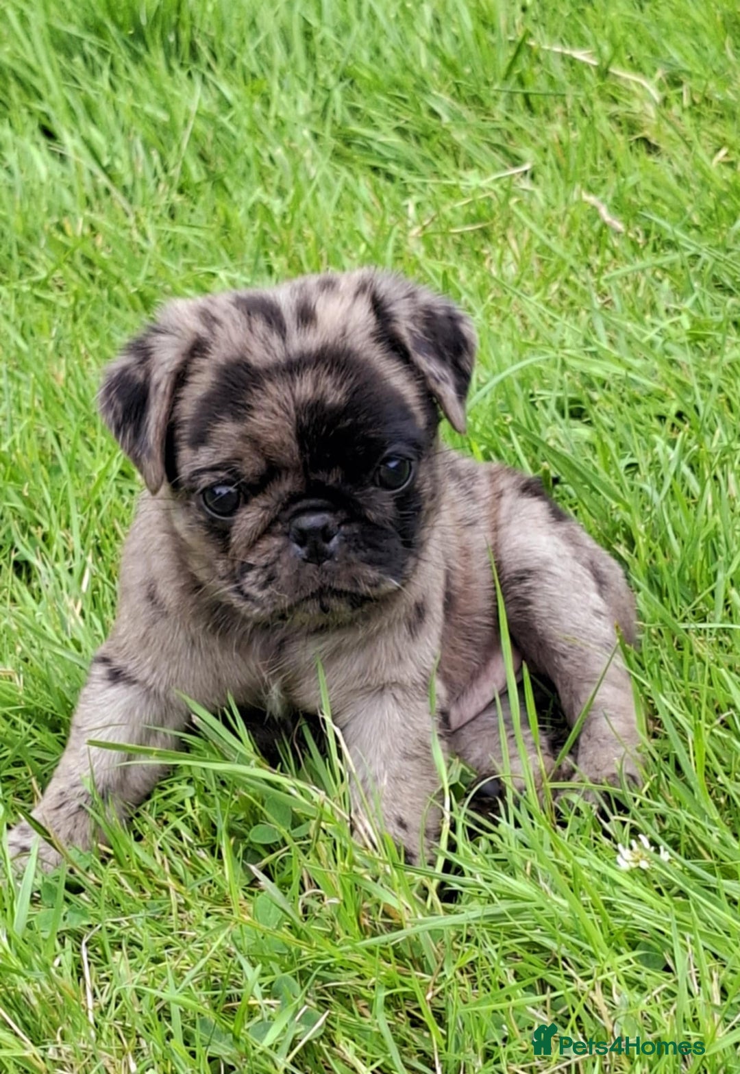 Pug dogs for sale: Pug puppies-Merle, panda and koi - Image 19