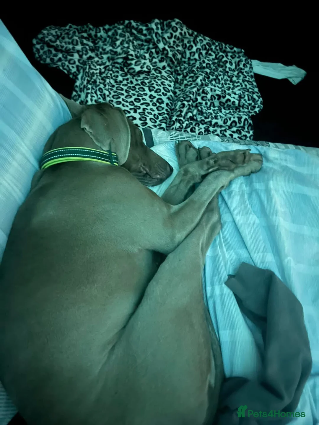 Weimaraner dogs for sale: Hallie  - Advert 6