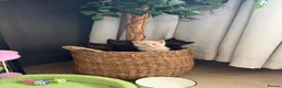 Mixed Breed cats for sale: Litter of beautiful kittens  - Advert 13