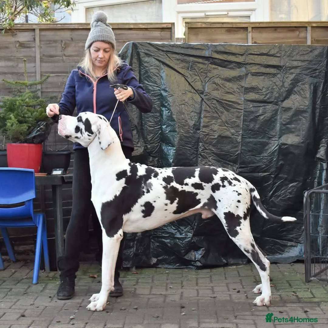 Great Dane dogs for stud: KC stud beautiful boy  - Advert 2