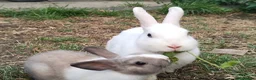 Dutch rabbits for sale: Darling Beautiful Girl - Advert 11