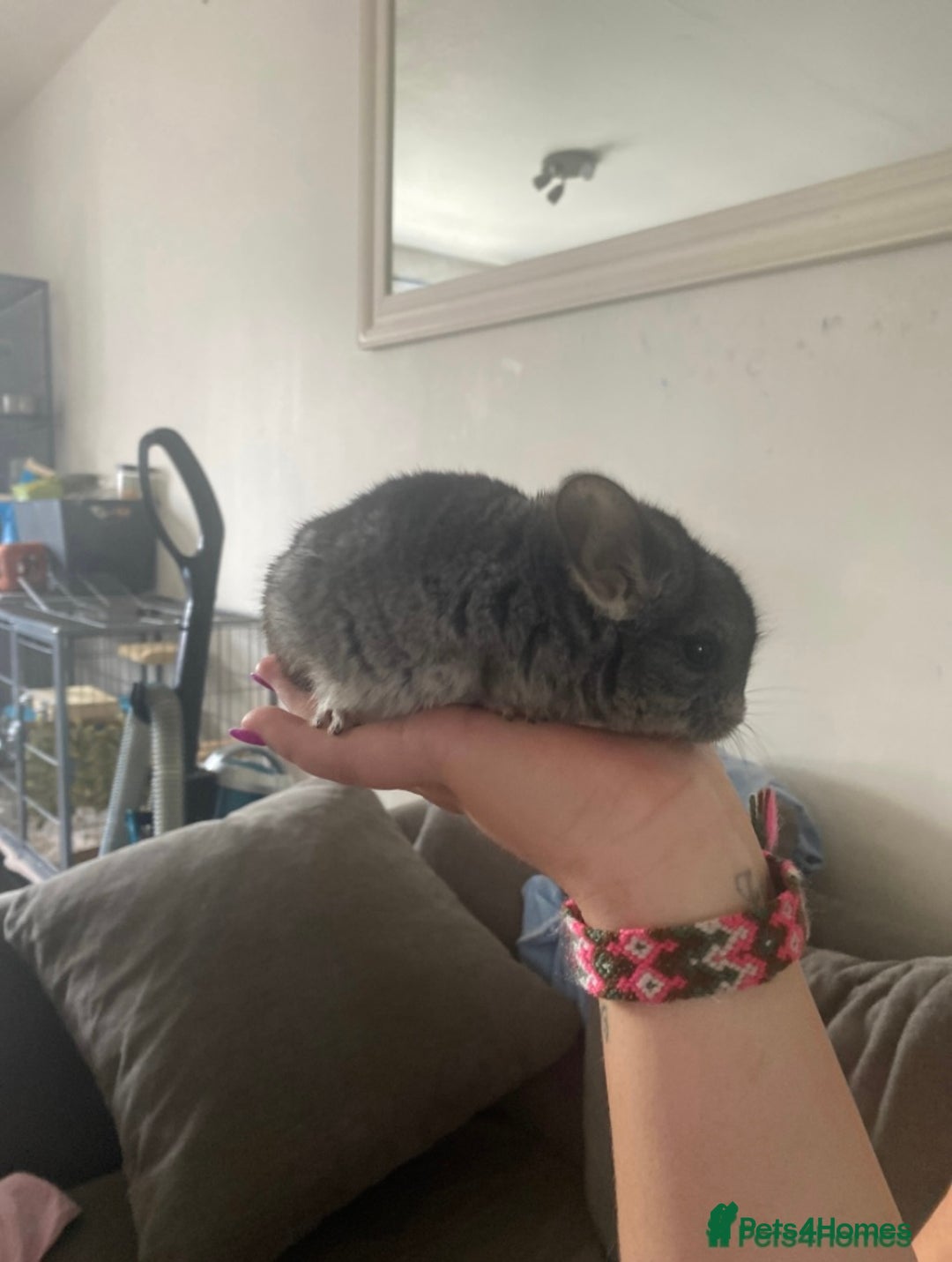 Chinchilla rodents for sale: Chinchillas  in Hemel Hempstead - Image 1
