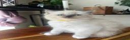 Ragdoll cats for sale: Adorable Purebred Ragdoll Kittens in Brough - Advert 6