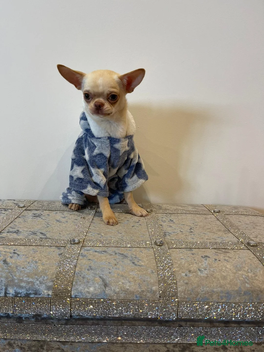 Chihuahua dogs for stud: STUNNING CREAM SMOOTH COAT CHIHUAHUA OPEN AT STUD in Grays - Advert 3