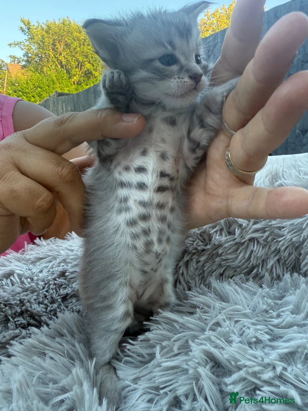 Maine Coon cats for sale: 4 MAINE COON KITTENS  - Advert 2