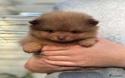 Pomeranian dogs for sale: Exotic color, mini Pomeranians  - Image 33