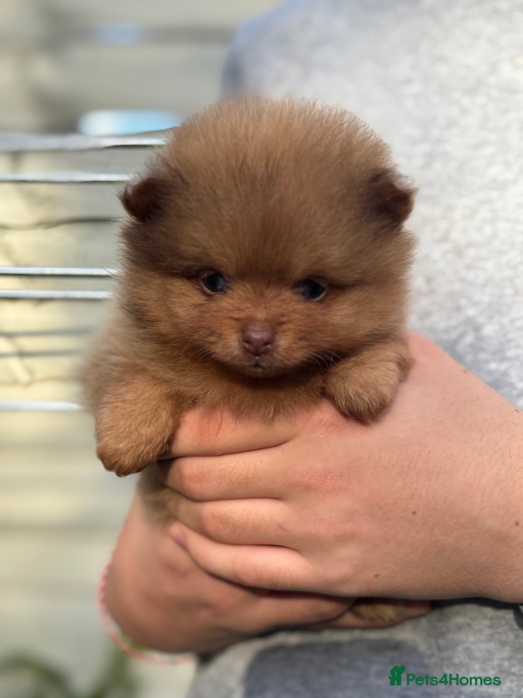 Pomeranian dogs for sale: Exotic color, mini Pomeranians  - Image 33