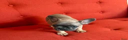 French Bulldog dogs for sale: French Bulldog Puppy's looking for a loving home - Advert 5