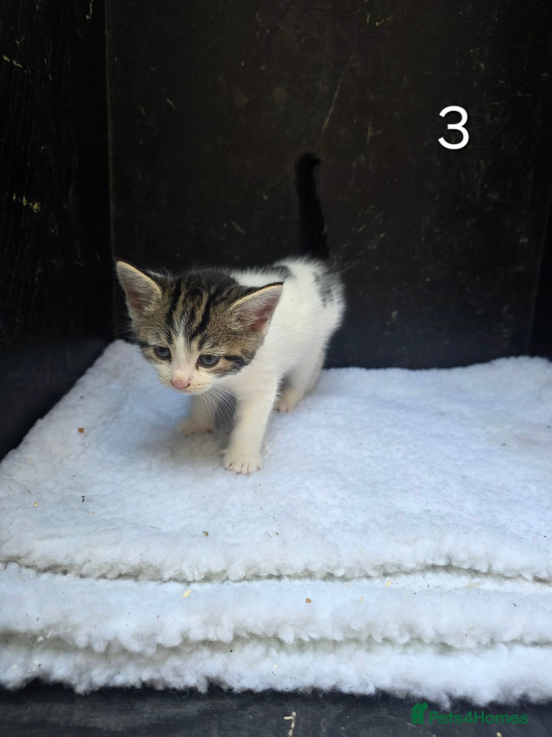 Domestic Shorthair cats for sale: Super cute domestic shorthair kittens!  - Image 3