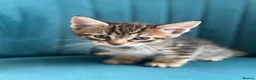 Maine Coon cats for sale: *Ready Now* Maine Coon X - Advert 15