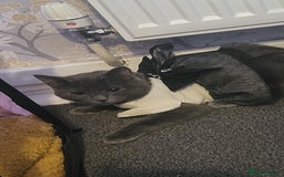 Domestic Shorthair cats for sale: 2 gorgeous kittens for sale - Image 6