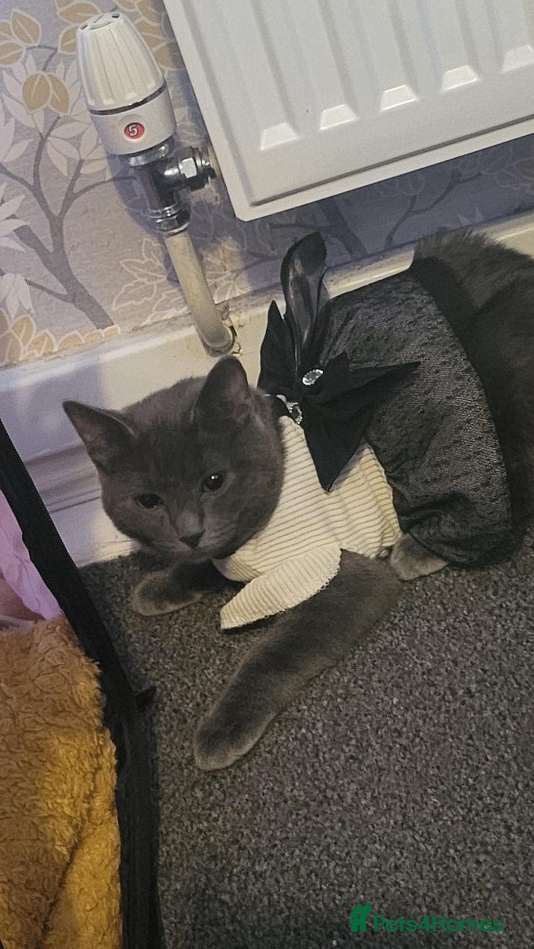 Domestic Shorthair cats for sale: 2 gorgeous kittens for sale - Image 6