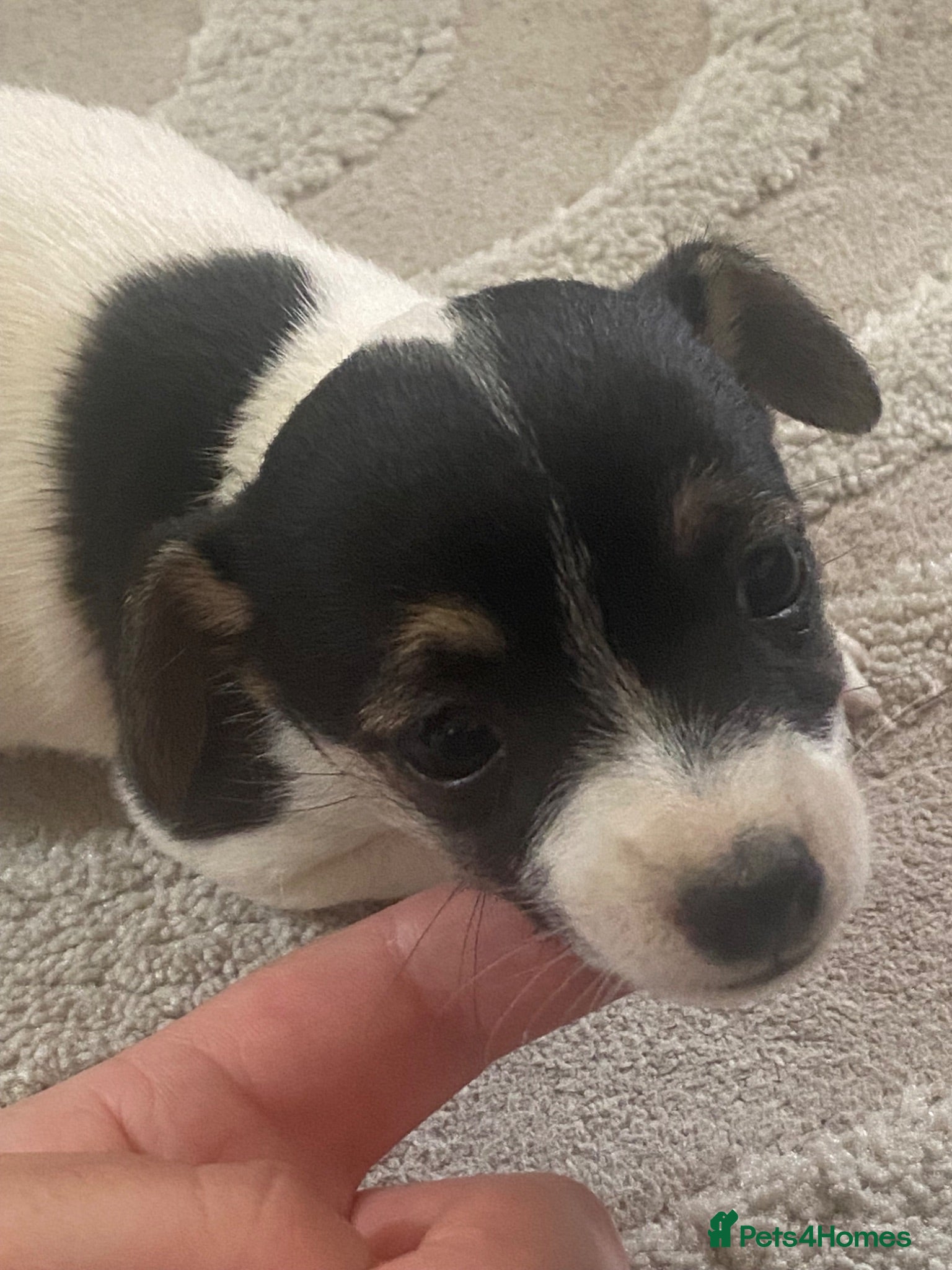 Mixed Breed dogs Lilly  - Advert 16