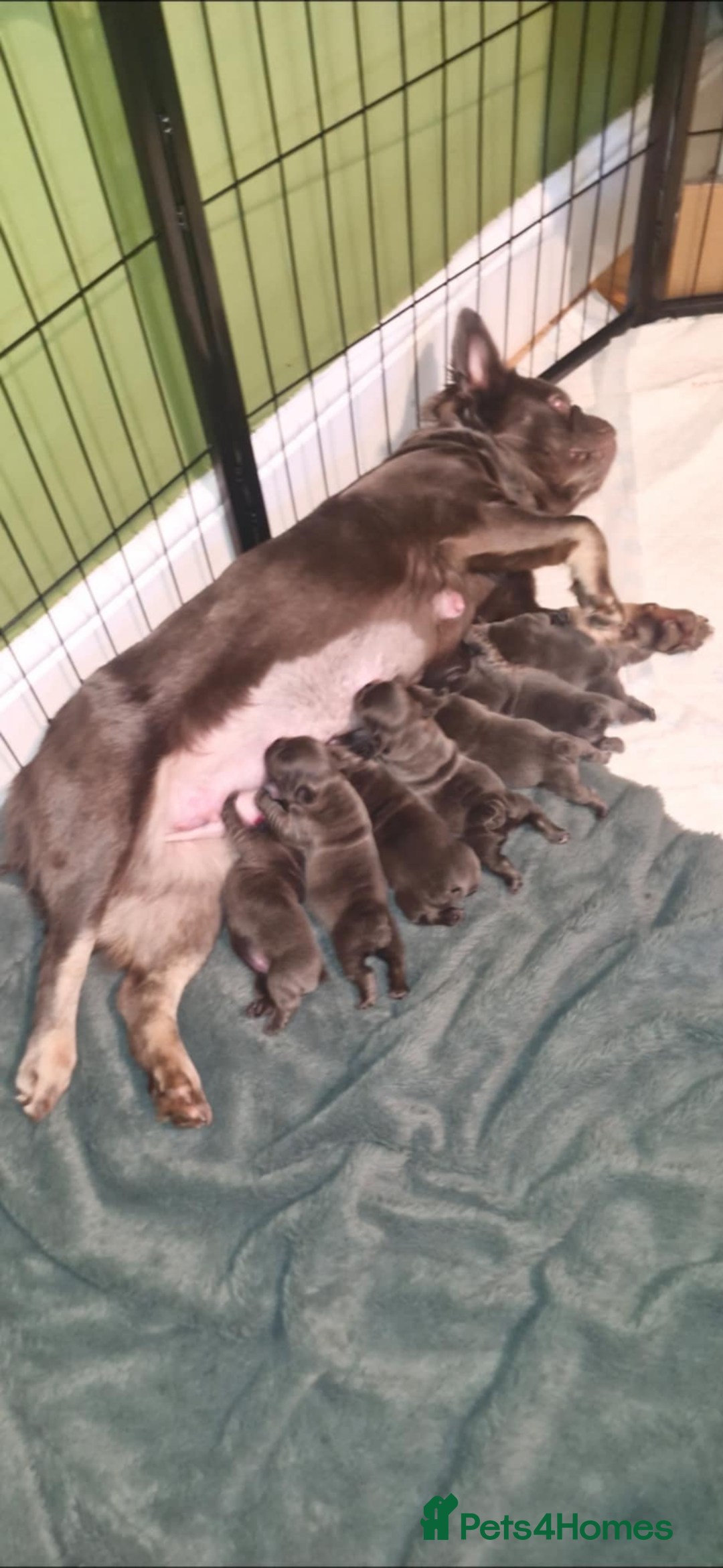 French Bulldog dogs for sale: Fluffy French bulldog puppies  - Advert 6