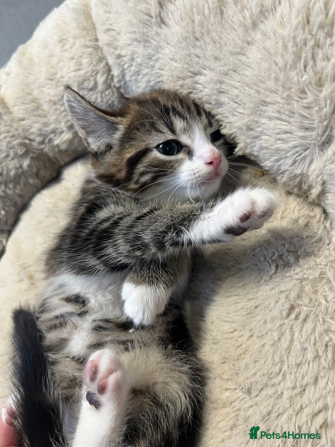 Mixed Breed cats for sale: 🐾 5 Stunning Mixed 8 week old Kittens  - Advert 10