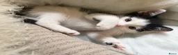 Mixed Breed cats for sale: 3 x Black & white kittens, 1 x boy, 2 x girl in Port Talbot - Advert 29