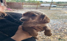 Cocker Spaniel dogs for sale: Beautiful cocker spaniel puppies❤️ - Image 10