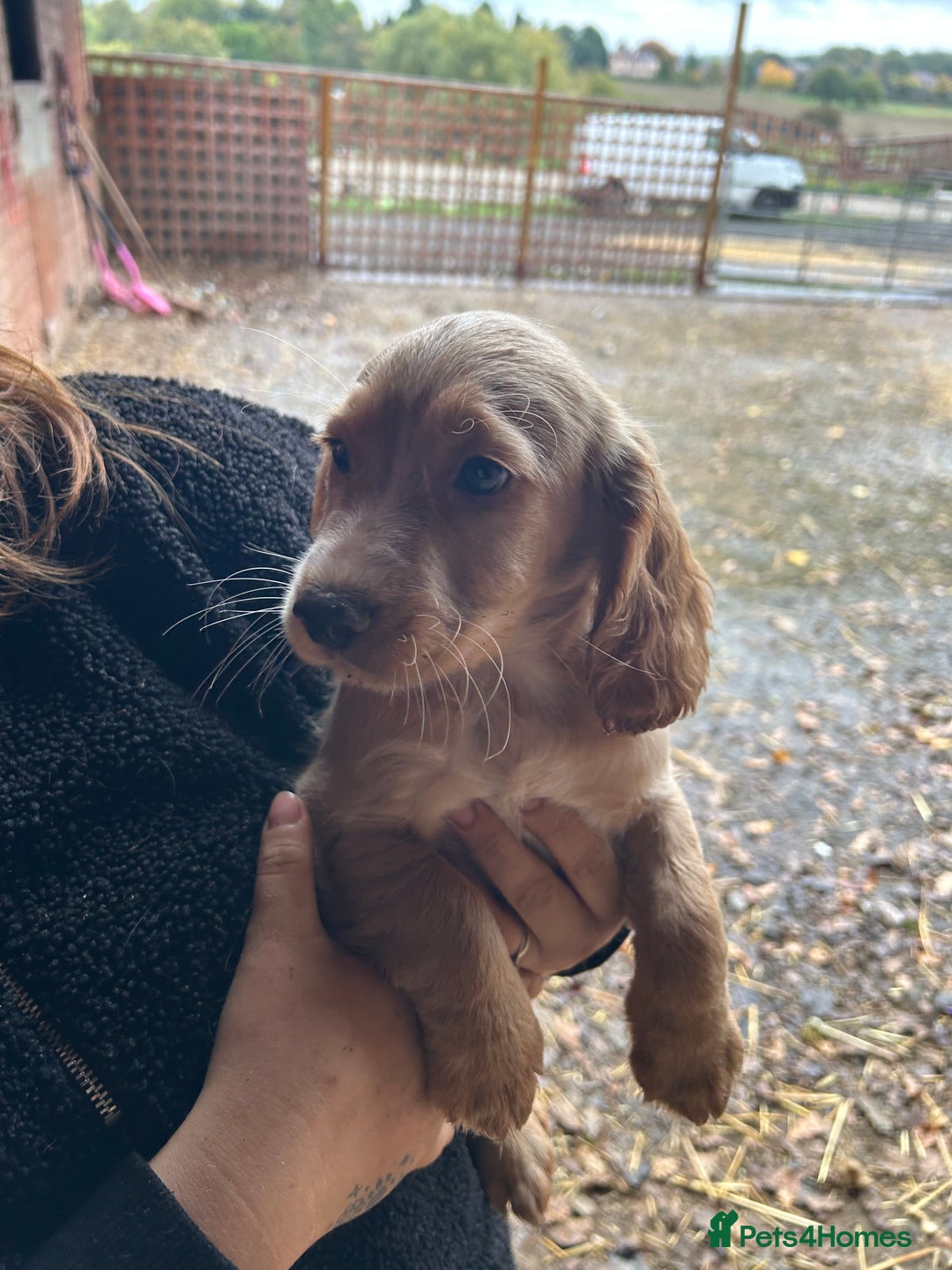 Cocker Spaniel dogs for sale: Beautiful cocker spaniel puppies❤️ - Image 10