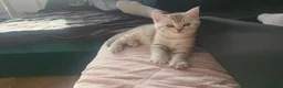 Scottish Fold cats for sale: Adorable Scottish fold kittens - Advert 17