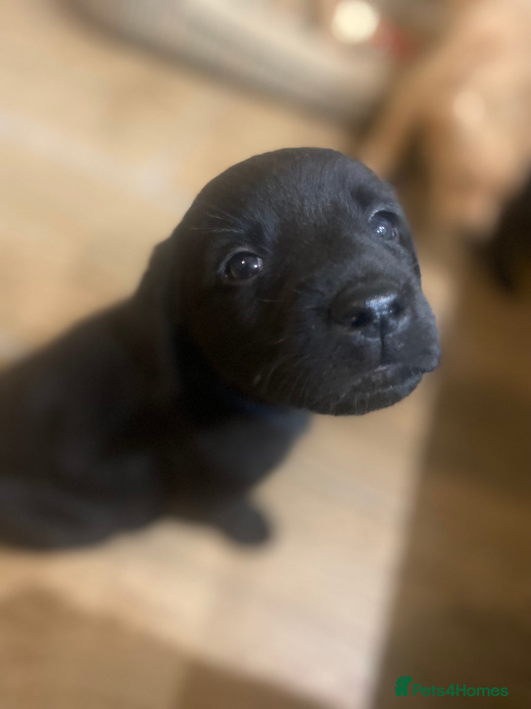 Labrador Retriever dogs for sale: Gorgeous Working Labrador puppies  - Advert 10