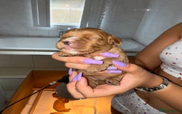 Cavalier King Charles Spaniel dogs for sale: Ruby red Cavalier King Charles - Image 5